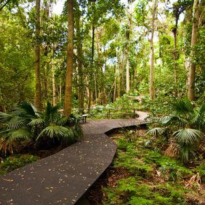 Minnamurra Rainforest