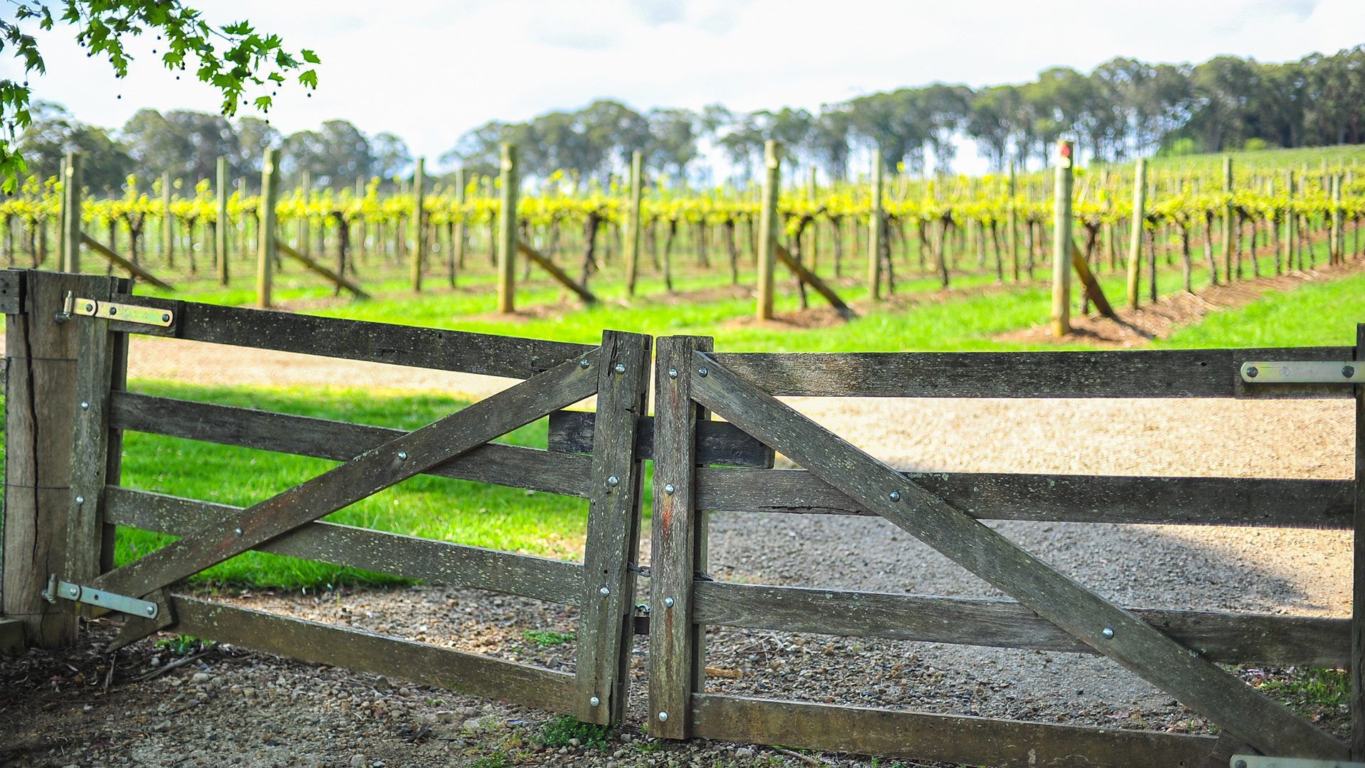 Southern Highlands vineyards