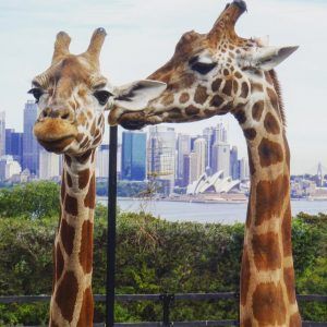 Taronga Zoo