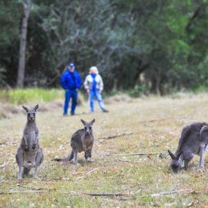 Kangaroos in the wild