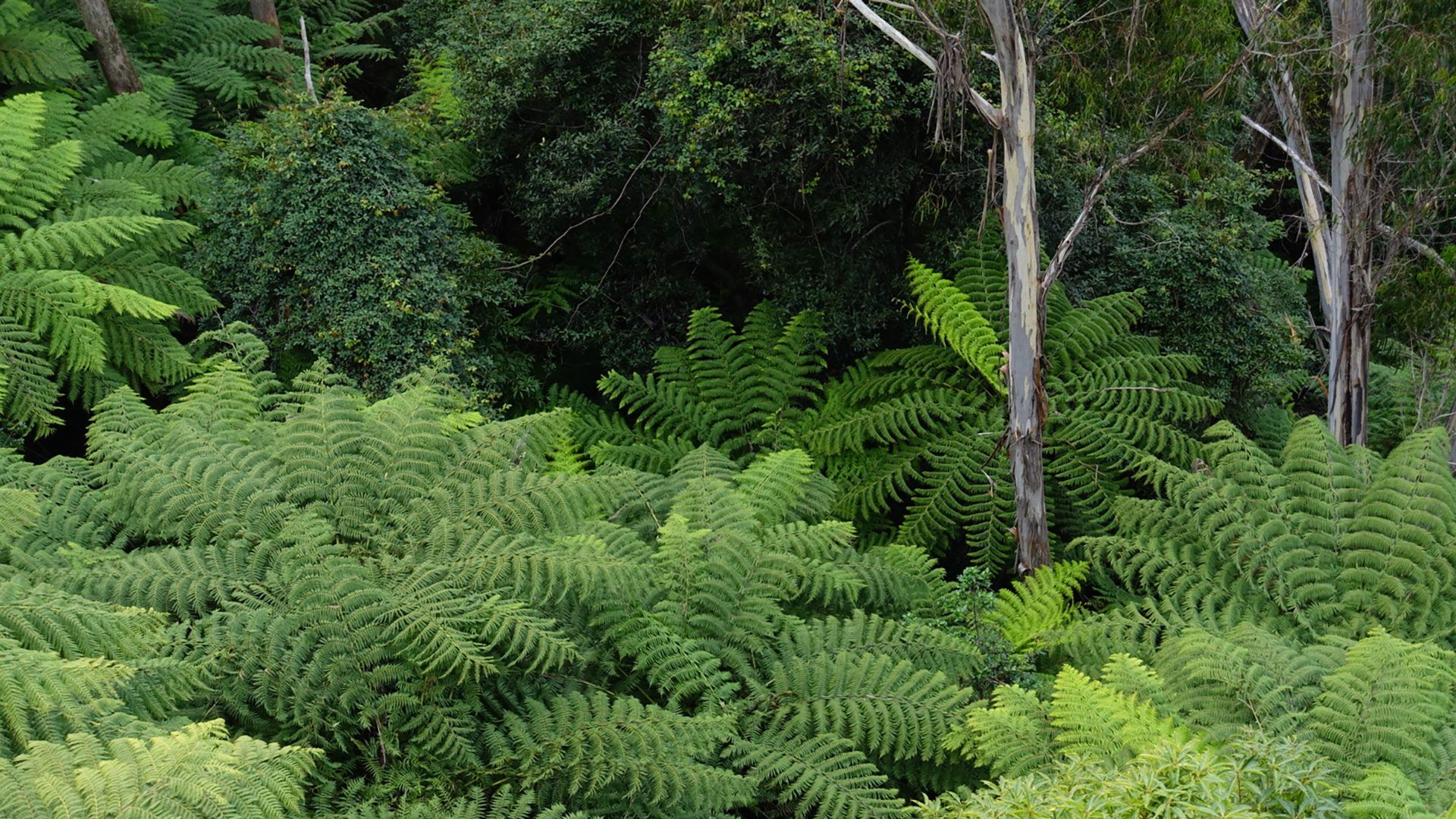 Rainforest in the World Heritage-listed Blue Mountains near Sydney