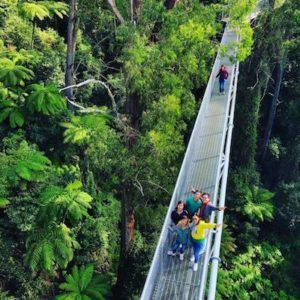 Local treetops walk at Illawarra Fly
