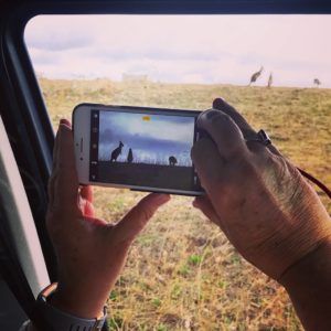 Blue Mountains private tour finding kangaroos in the wild