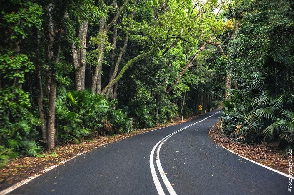 Best day trips from Sydney - Royal national Park