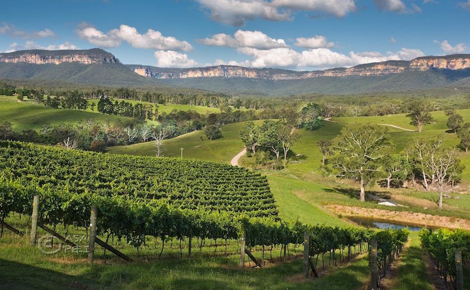 Sydney winery tours