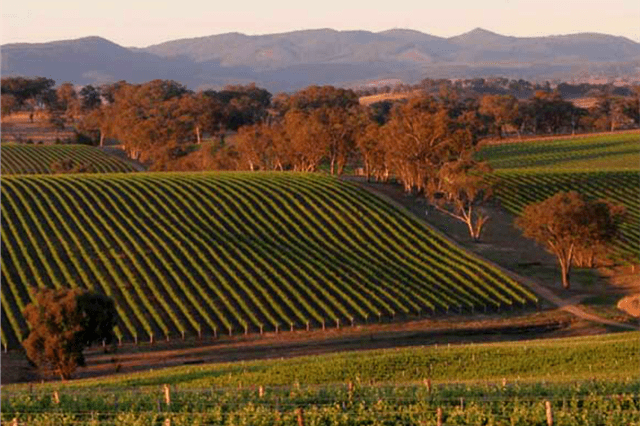 Wine regions near Sydney - Orange NSW