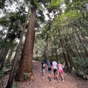 Royal National Park tour from Sydney - Hiking
