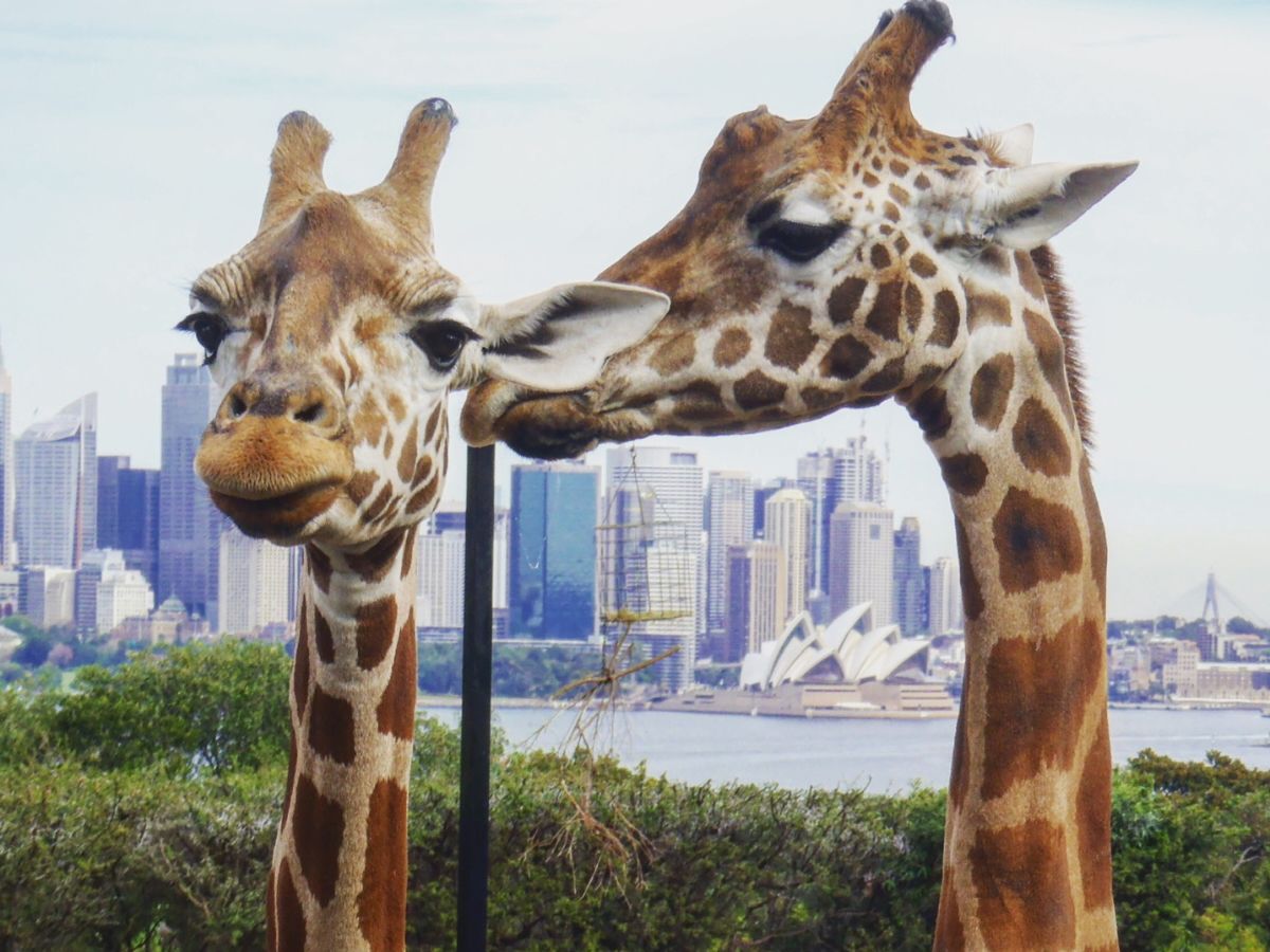 Best Sydney Itinerary 3 and 5 days Taronga Zoo