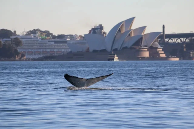 A humpback whale visited Sydney Harbour today for a frolic, thrilling Sydneysiders and tourists with quite the show. During their annual migrations, at least 40,000 humpback whales travel along Australia’s east coast.📷 Image Credit: Dr Vanessa Pirotta / Wild Sydney Harbour#whales #whalewatching #whalewatchingsydney #sydneyharbour #sydney #australia #yoursydneyguide #seeaustralia #australiatravel #travelsydney #sydneytrip #exploresydney