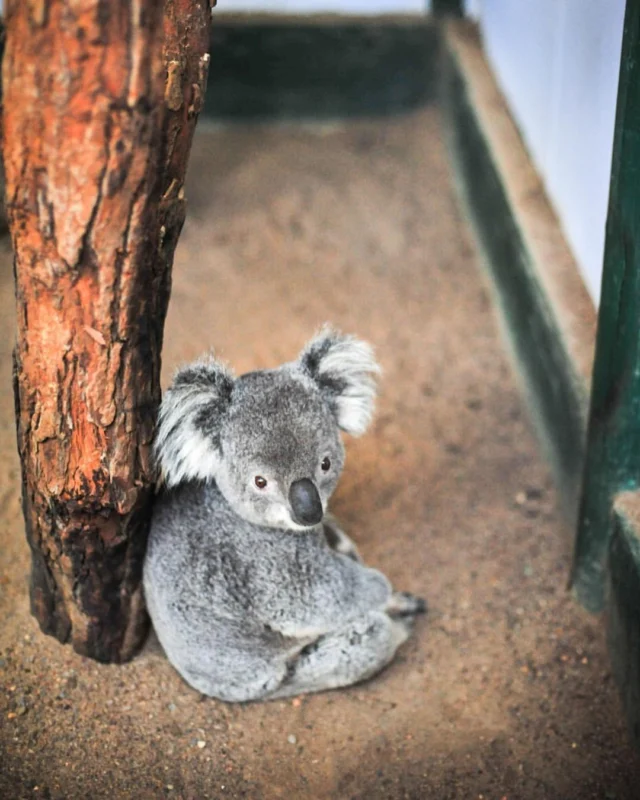 Koalas are one of our very favourite Aussie animals but, worryingly, they’re an endangered species along Australia’s East Coast. September marks Save the Koala Month, shining a spotlight on critical factors affecting their survival – habitat loss, disease, and climate change among them.We love to introduce our guests to these precious creatures at Featherdale Sydney Wildlife Park and Symbio Wildlife Park. And we can even take you koala spotting in their natural habitat on one of our private day tours from Sydney!#savethekoala #savethekoalamonth #koalas #yoursydneyguide #australiananimals #sydneydaytours #bespoketravel #luxurytravel #sydney #australia #endangeredanimals #featherdalewildlifepark #symbiowildlifepark