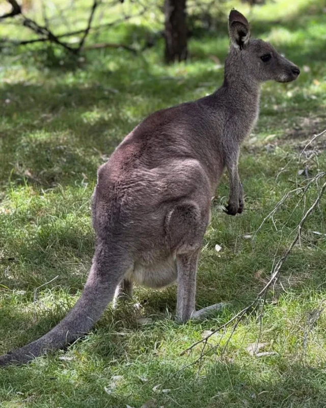 It’s World Kangaroo Day, so here’s some kangaroo fun facts:🦘They’re the size of a jellybean when born.🦘Red kangaroos can stand up to 1.8m (6ft) tall.🦘Kangaroos can pause their pregnancies.🦘They can cover 8m (25ft) in a single bound.🦘They can reach speeds of up to 64km/hr (40mph).#kangaroos #sydney #australia #yoursydneyguide #australiananimals #sydneytrip