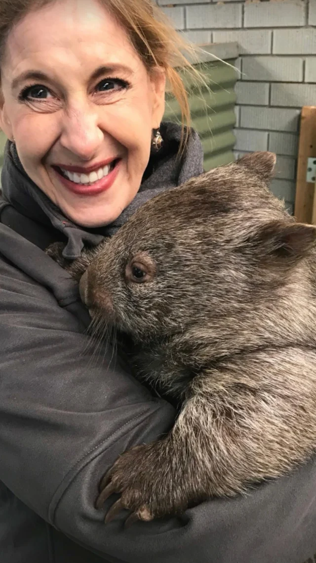We love our Aussie animals 🐨🦘😍 And our guests do too. Whether in a wildlife park or in the wilderness, we can get you up close and personal. What’s your favourite Aussie animal? 🤔 @featherdalewildlifepark #australiananimals #yoursydneyguide #koalas #wombats #kangaroos #echidnas #sydneyvacation #privatesydneydaytours #australianwildlife #featherdalewildlifepark