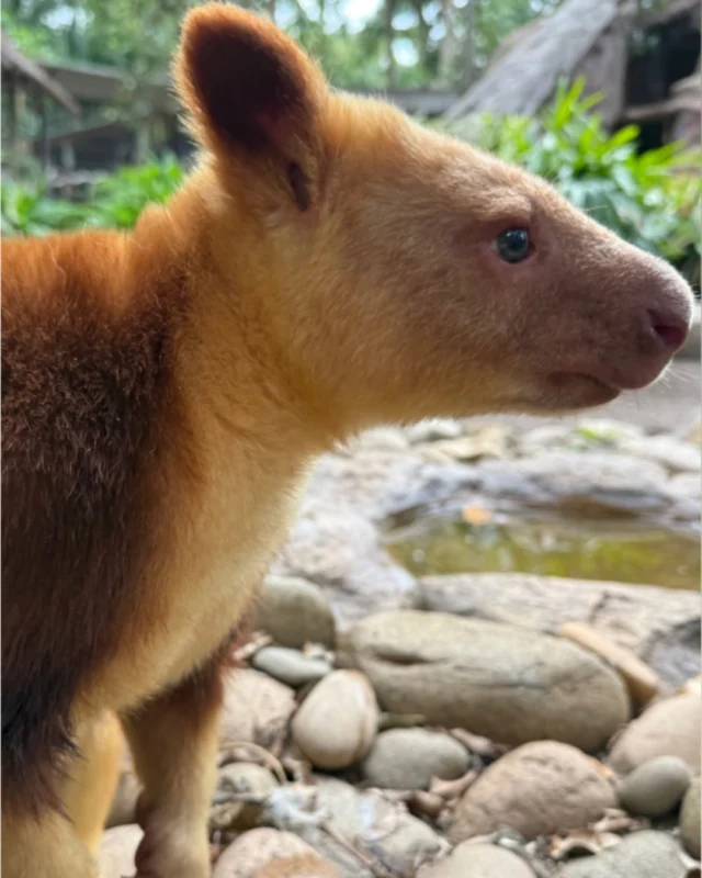 What’s this then? 🤔 It’s a… wait for it… tree-kangaroo! 🦘 Yep, we have these too. Hard to believe, but all kangaroos were once tree-dwellers millions of years ago until they evolved into the land-hoppers we know today. Australia’s wildlife continues to amaze even us. 🫢🦘🇦🇺#australianwildlife #treekangaroo #kangaroos #yoursydneyguide #sydney #australia #sydneyprivatetours #featherdalewildlifepark