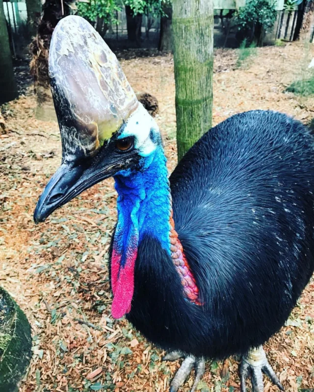 Interrupting your scroll with some of Australia’s unique wildlife to celebrate World Wildlife Day 🦘🐨🇦🇺#worldwildlifeday #australiananimals #yoursydneyguide #featherdalewildlifepark