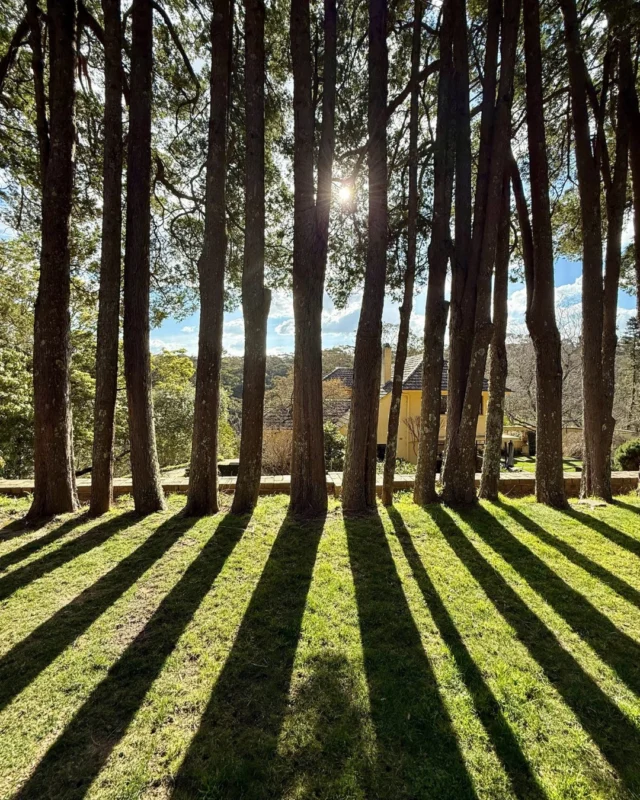 When nature is art 🌱 🎨 The beauty you'll see when we take you to the great outdoors. #nature #art #natureisart #yoursydneyguide #privatedaytours #sydney #australia