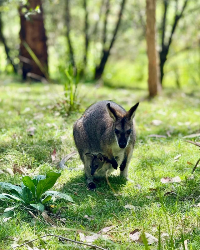 It's a question we get asked often, and yes, it is ABSOLUTELY true! All Aussies really DO have these in their backyards! Really! 😂#yoursydneyguide #sydney #australia #australiananimals #AprilFools