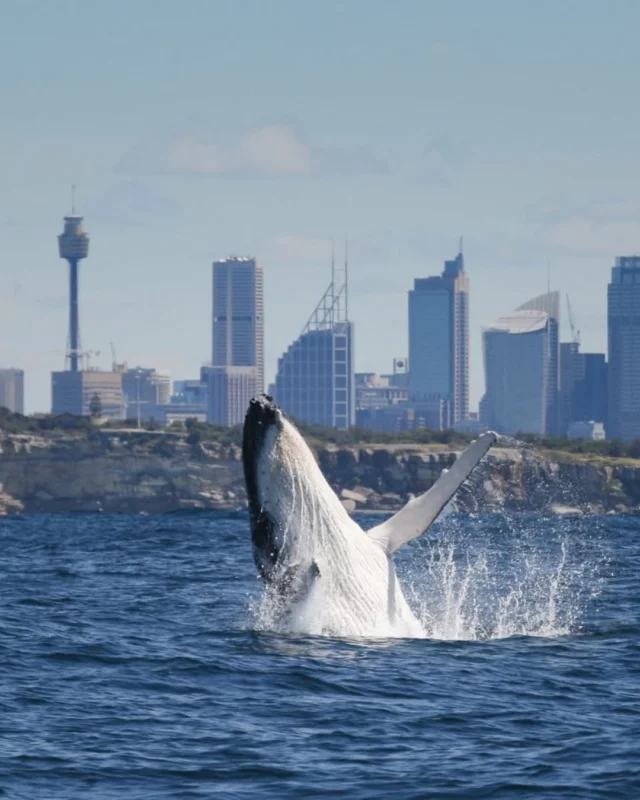 This rockstar appears to be strumming on an air guitar as it frolics in the waters off Sydney. It’s one of over 40,000 whales that will travel north along the New South Wales coast (known as the Humpback Highway) during the May-November migration season. If you’re visiting Sydney during this period, we can build a whale watching expedition into your private day tour with us. DM us for more info.📸 NSW National Parks and Wildlife Service#whales #whalewatching🐳 #yoursydneyguide #privatesydneytours #sydneyaustralia #letsrock #visitNSW #visitsydney #adventuretravel