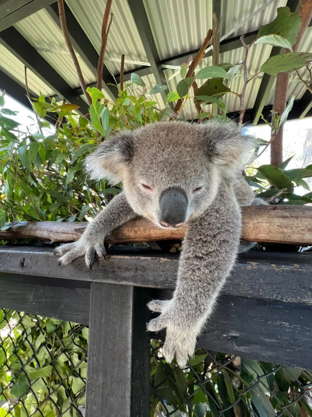 To sleep, or not to sleep, that is the question @featherdalewildlifepark #sleepykoala #koalas #AustralianWildlife #yoursydneyguide #privatesydneytours #visitSydney #sydneyaustralia🇦🇺