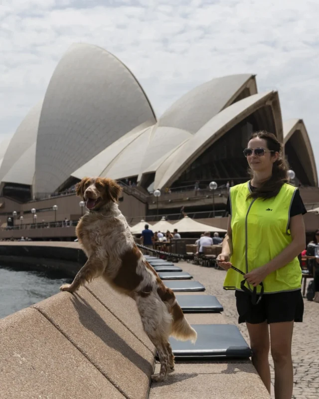 Did you know Sydney has its very own ‘seagull patrol’ of dogs, specially trained to shoo off sneaky seagulls from taking people’s food? The program, running at Opera Bar at the Sydney Opera House and surrounding eateries for several years now, has been so successful that dogs have now been deployed to the new Sydney Fish Market where they’ll patrol outdoor eating areas. Good on you, good girls and boys! 📷 Newsweek#cleverdogs #seagulls #Sydneyrestaurants #yoursydneyguide #Sydneyprivatedaytours #sydneyaustralia #sydneyoperahouse #operabar