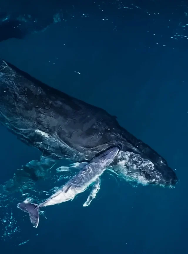 A freshly-born humpback whale and its mother this week off the coast of northern New South Wales (Sydney’s home state), the bub weighing in around 1.5 tonnes. The birth was captured just a short time earlier by drone, said to be a rare documentation of humpback whale birth. It’s currently peak whale migration season when over 40,000 of these amazing creatures head north along the NSW coast 🐋🐳📸 Alexander Forrest / ORRCA#whales #humpbackhighway #yoursydneyguide #sydney #australia