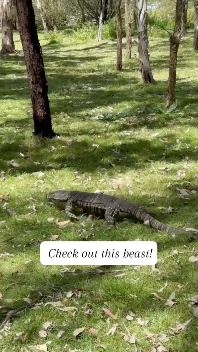 We come across some amazing Aussie animals on safari with our guests. This is the lace monitor or tree goanna. It’s one of Australia’s biggest lizards and can grow to two meters in length.#australiananimals #australianreptiles #sydney #australia #yoursydneyguide #privatesydneytours