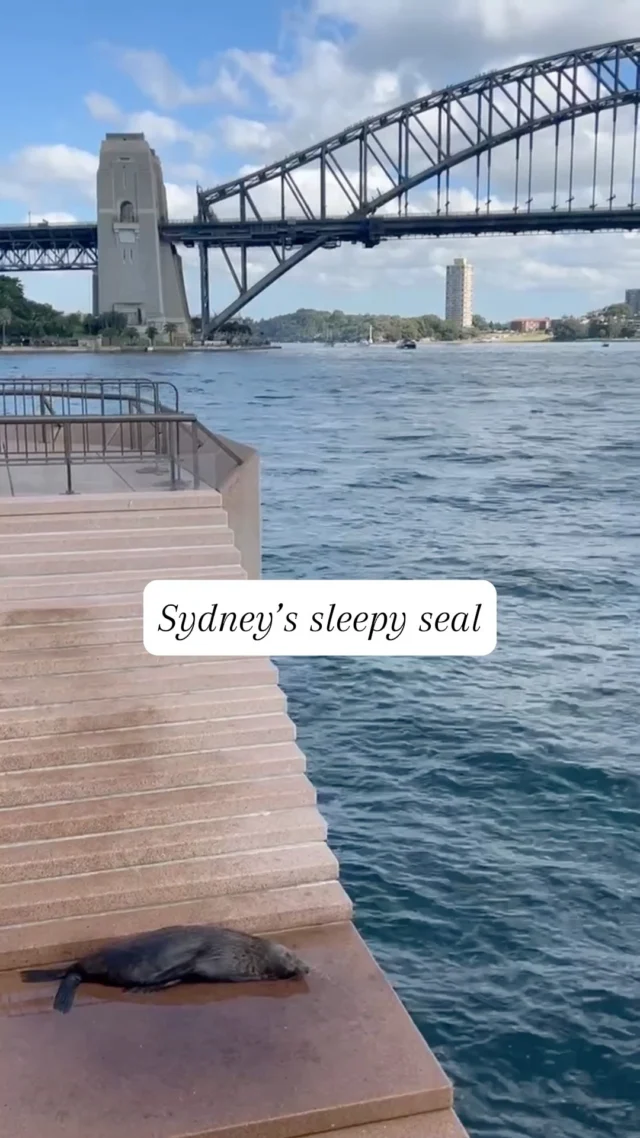Sydney's famous seal, Benny, at his @sydneyoperahouse haunt. Fear not, he's just having a nappy-nap.#bennytheseal #seals #sydney #sydneylife #australia #sydneyoperahouse #yoursydneyguide