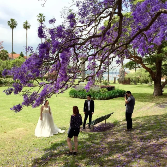 Jacaranda season is upon Sydney, where the city is awash with a shock of beautiful purple blossoms in October and November. Some of the best places to see them:📍Kirribilli📍Lavender Bay📍Circular Quay📍The Rocks📍Paddington📍Newtown📍GlebeAll places we can take you to on our private Sydney tours 😃#JacarandaSeason #spring #sydney #australia #yoursydneyguide #LuxuryTravel