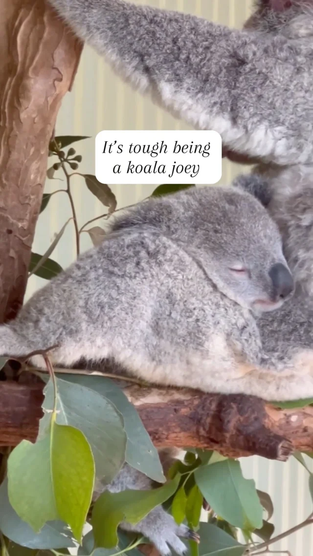 Koala cuteness overload @featherdalewildlifepark #koalas #australiananimals #sydney #australia #yoursydneyguide #privatesydneydaytours